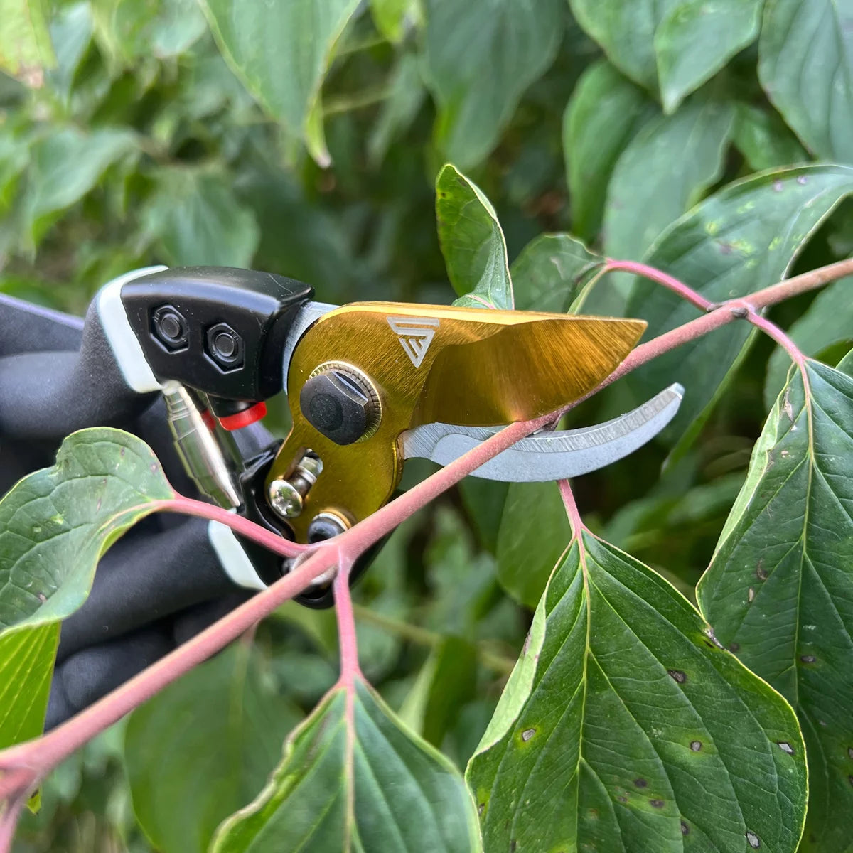 STEETWORKS GARDEN GARDY SILLORS HEDIDAS DE COOBAR ACERO PROFESO ROSAS DE ROSAS | Viñedos | Gärtnerscheers | Tijeras de derivación | Tijeras de plantas | Tijeras de flores | Pinchazo